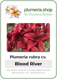 Plumeria rubra "Blood River"