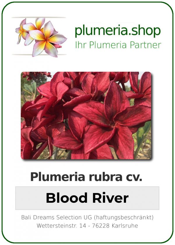 Plumeria rubra &quot;Rivière de sang