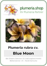 Plumeria rubra "Blue Moon"