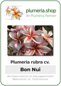 Plumeria rubra "Bon Nui"