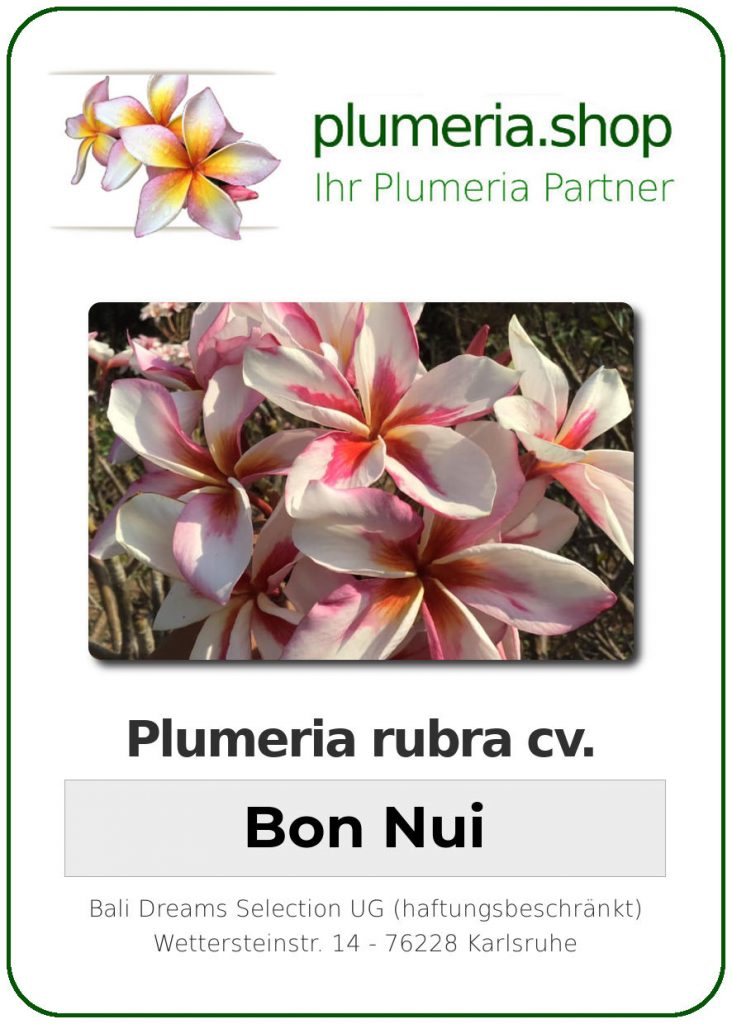Plumeria rubra cv. "Bon Nui" - unbewurzelter Steckling
