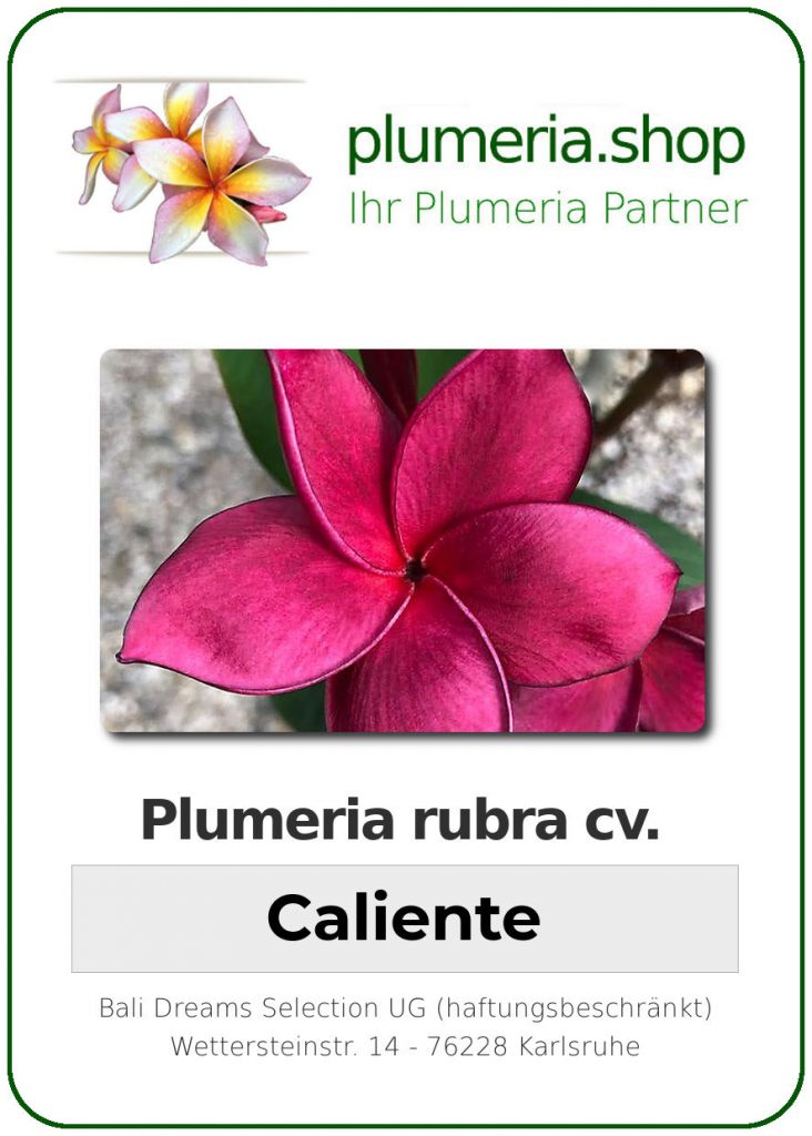 Plumeria rubra "Caliente"