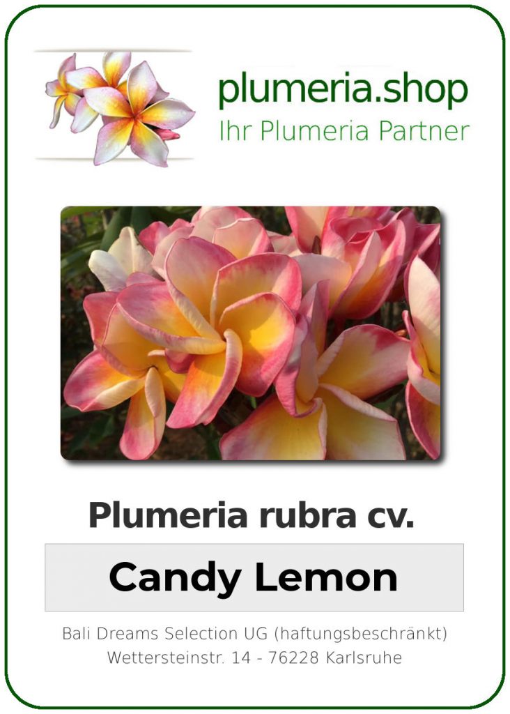 Plumeria rubra "Candy Lemon"