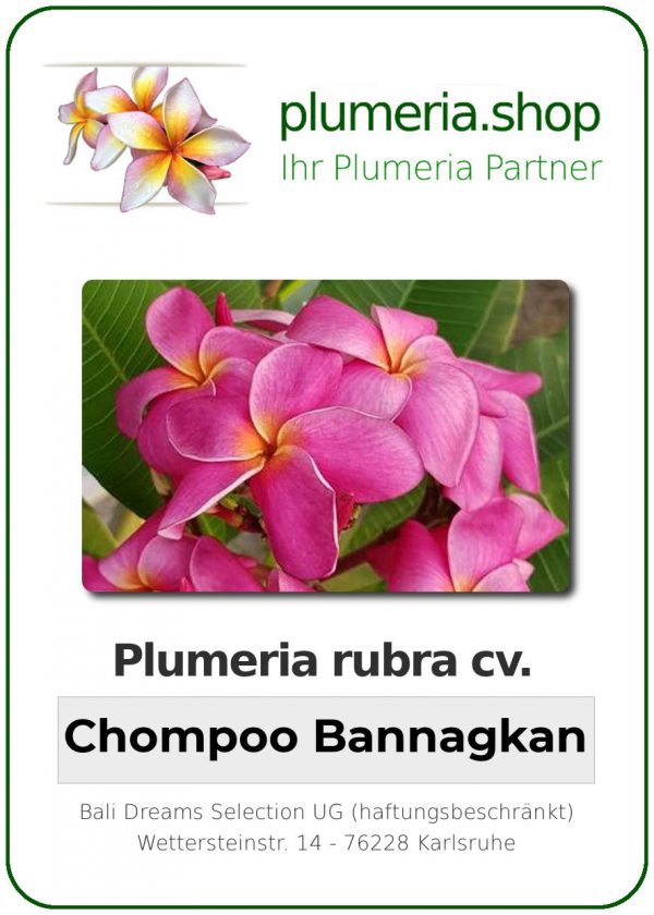 Plumeria rubra "Chompoo Bannagkan"