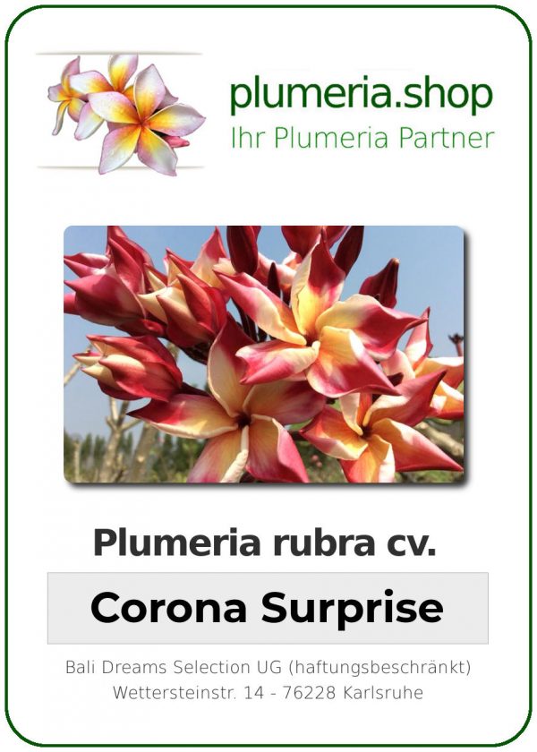 Plumeria rubra "Corona Surprise"