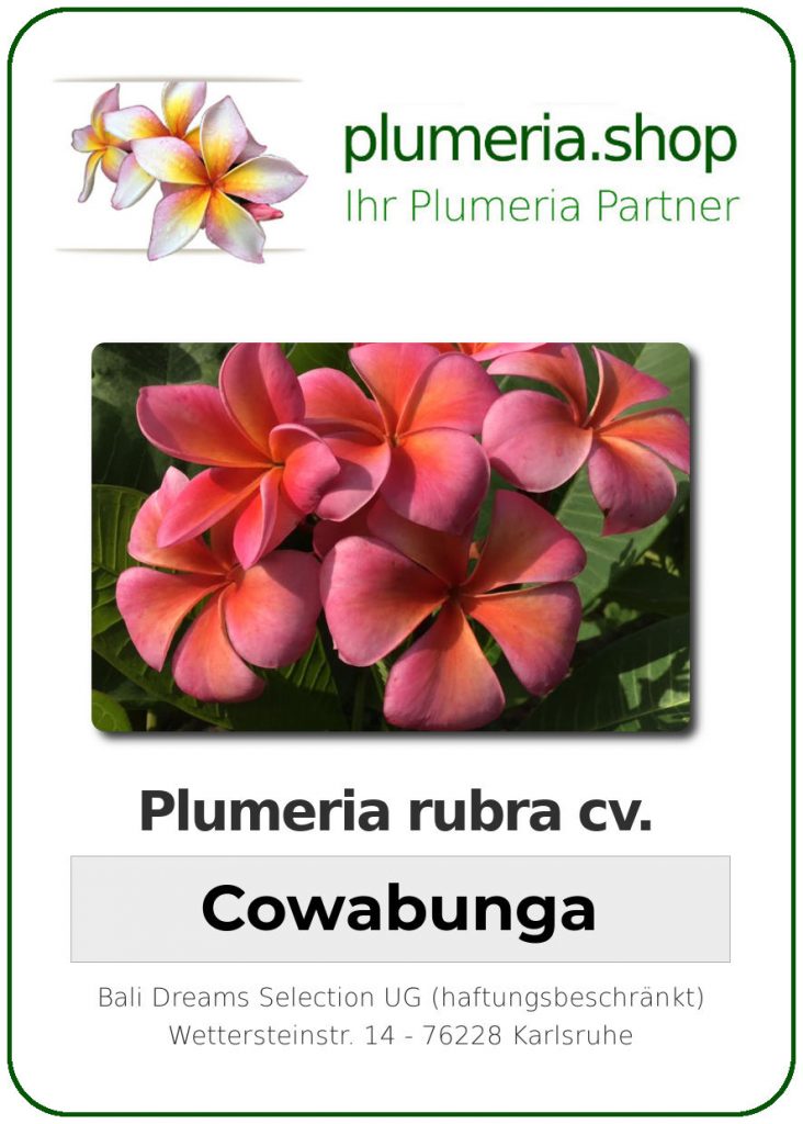 Plumeria rubra cv. "Cowa Bunga" - unbewurzelter Steckling