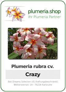 Plumeria rubra "Crazy"