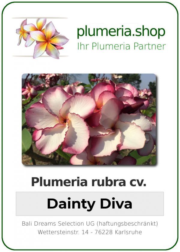 Plumeria rubra &quot;Dainty Diva