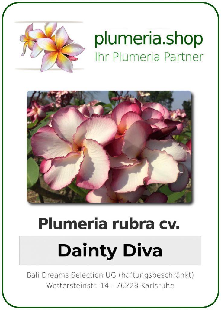 Plumeria rubra cv. "Dainty Diva" - unbewurzelter Steckling