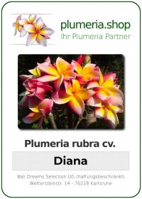 Plumeria rubra "Diana"