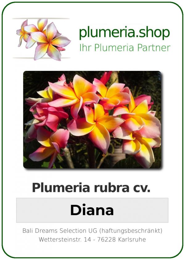 Plumeria rubra "Diana"