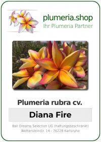 Plumeria rubra "Diana Fire"
