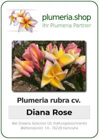 Plumeria rubra "Diana Rose"