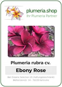 Plumeria rubra "Ebony Rose"