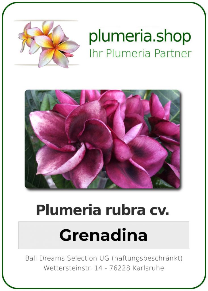 Plumeria rubra "Grenadina"