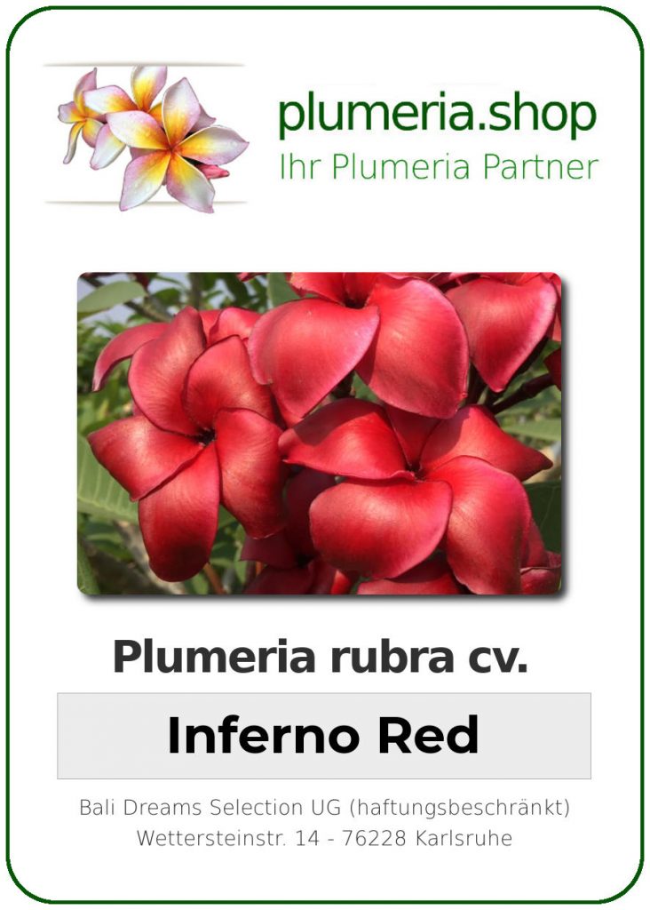 Plumeria rubra "Inferno Red"