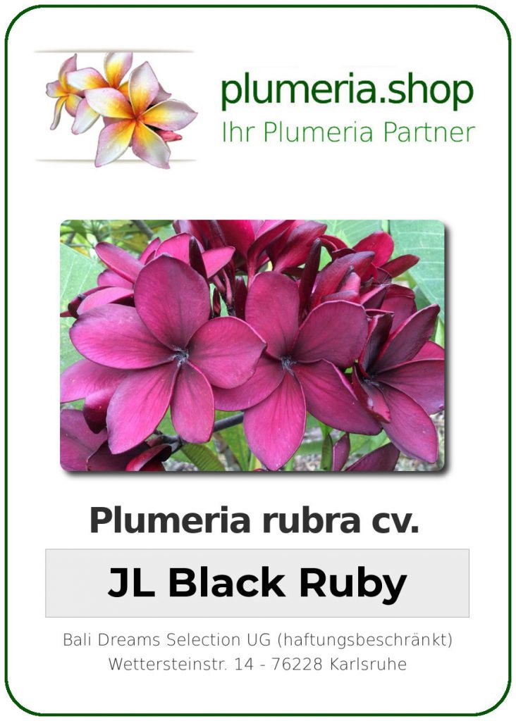 Plumeria rubra "JL Black Ruby"
