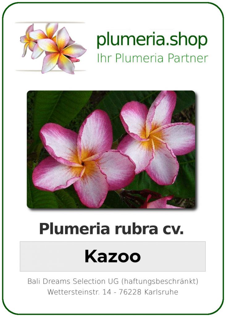 Plumeria rubra "Kazoo"