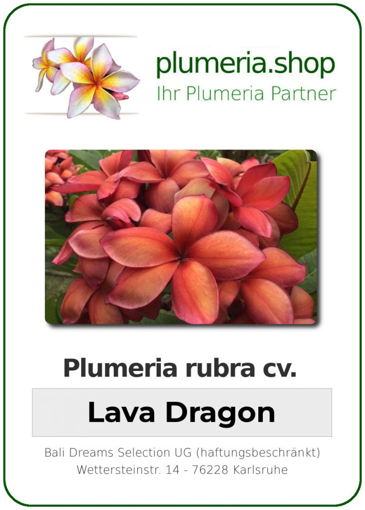 Plumeria rubra "Lava Dragon"