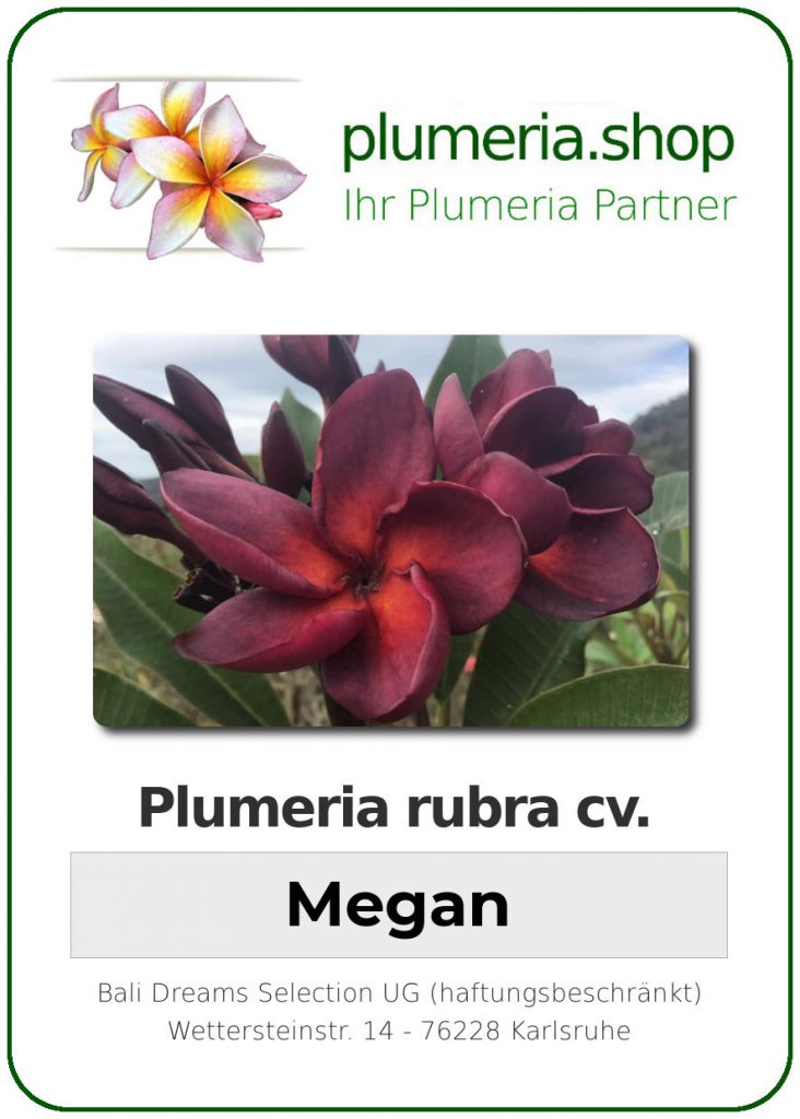 Plumeria rubra "Megan"