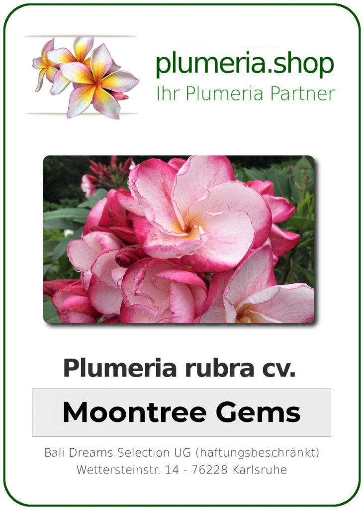 Plumeria rubra "Moontree Gems"