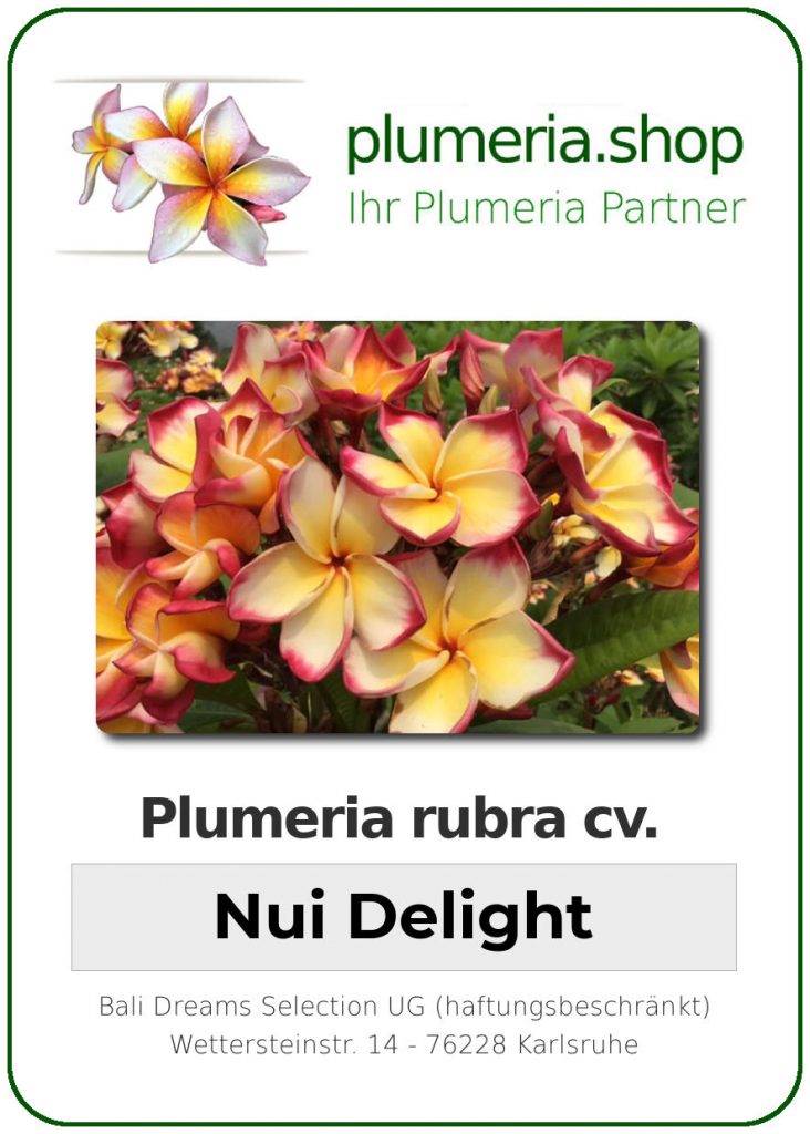 Plumeria rubra "Nui Delight"