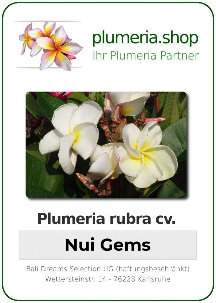 Plumeria rubra "Nui Gems"