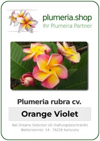 Plumeria rubra &quot;Orange Violet&quot;