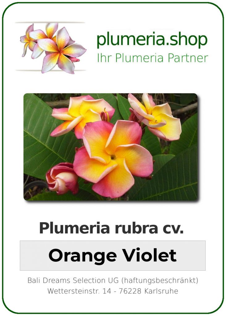 Plumeria rubra cv. "Orange Violet" - unbewurzelter Steckling