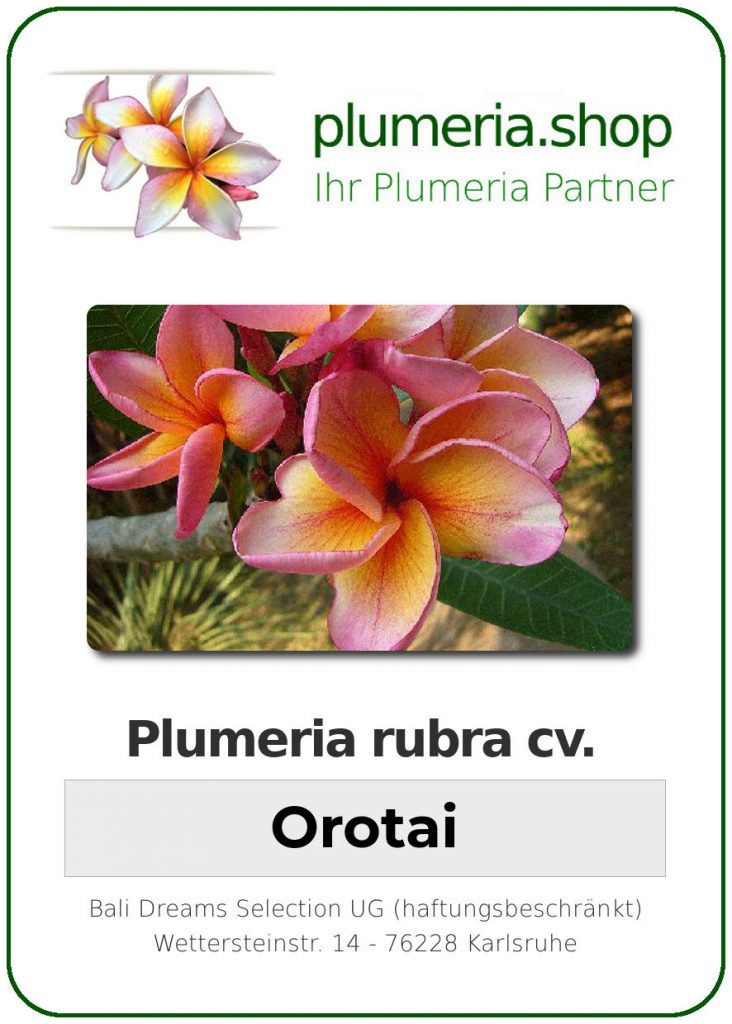 Plumeria rubra "Orotai"
