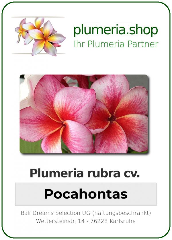 Plumeria rubra "Pocahontas"