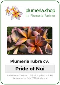 Plumeria rubra "Pride Of Nui"