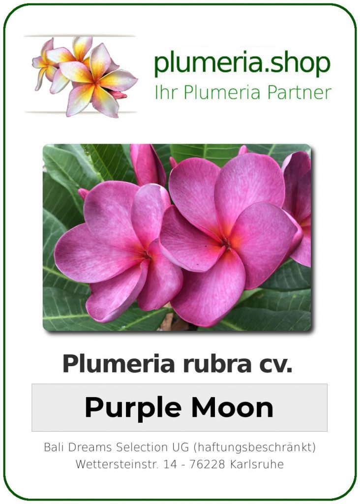 Plumeria rubra "Kukiat Purple Moon"