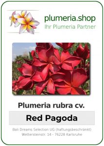 Plumeria rubra "Red Pagoda"