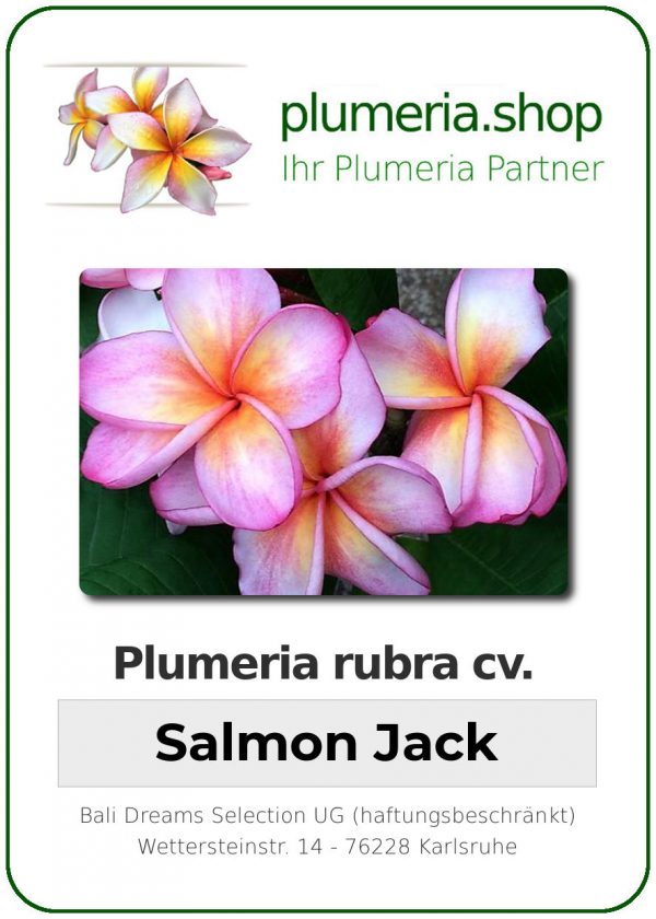 Plumeria rubra "Salmon Jack"