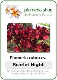 Plumeria rubra "Scarlet Night"
