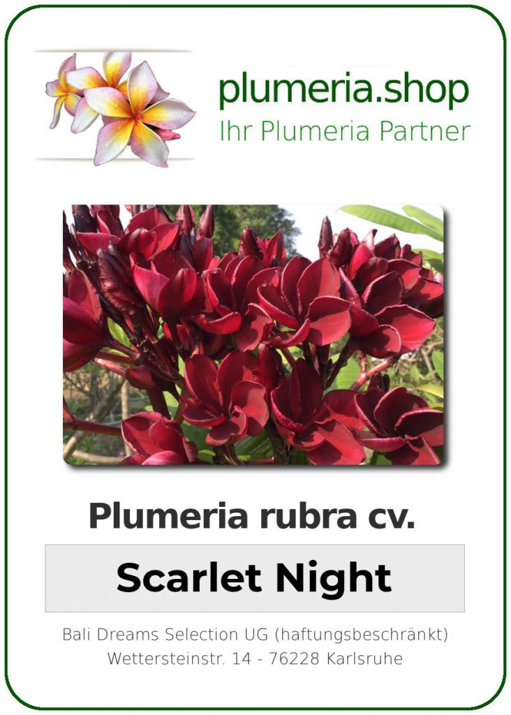 Plumeria rubra "Scarlet Night"