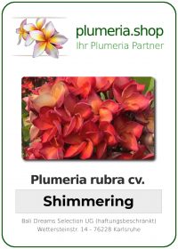 Plumeria rubra "Shimmering"