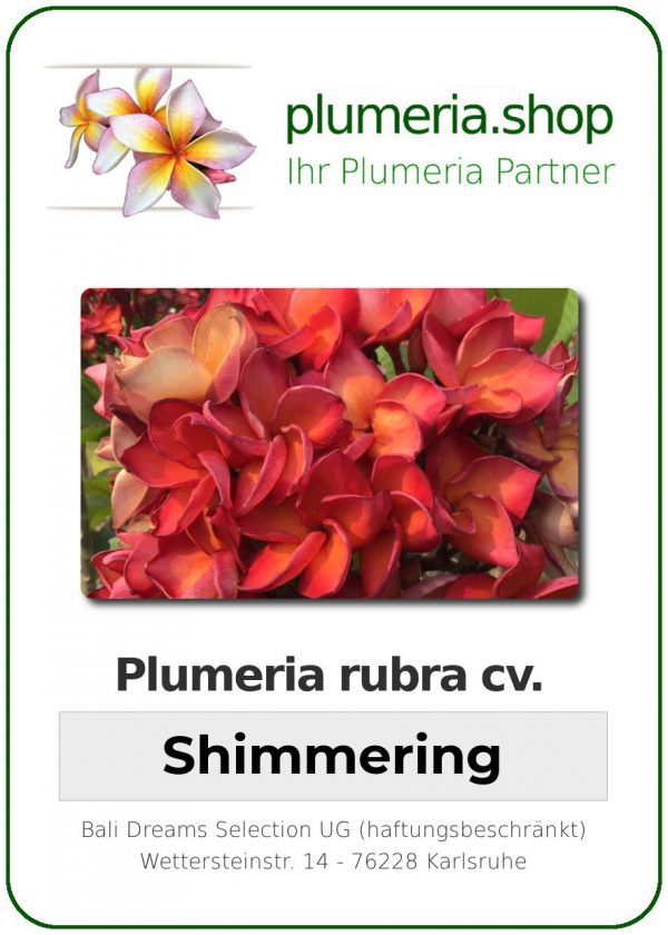 Plumeria rubra &quot;Shimmering&quot;