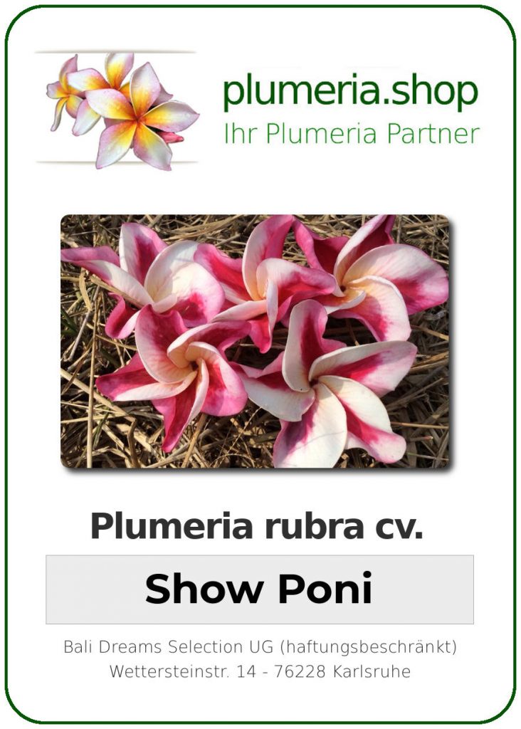 Plumeria rubra "Show Poni"