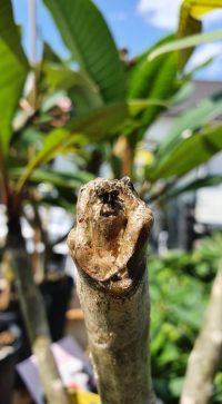 Pflanze mit Hagelschlag – Bild 3