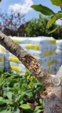 Pflanze mit Hagelschlag – Bild 4