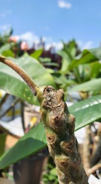 Pflanze mit Hagelschlag – Bild 5