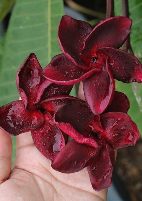 Plumeria rubra « Black Fire » – racines nues