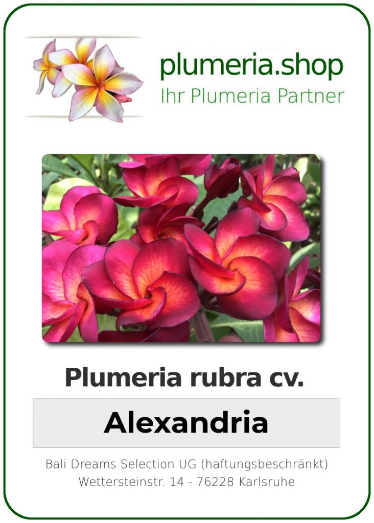 Plumeria rubra "Alexandria"