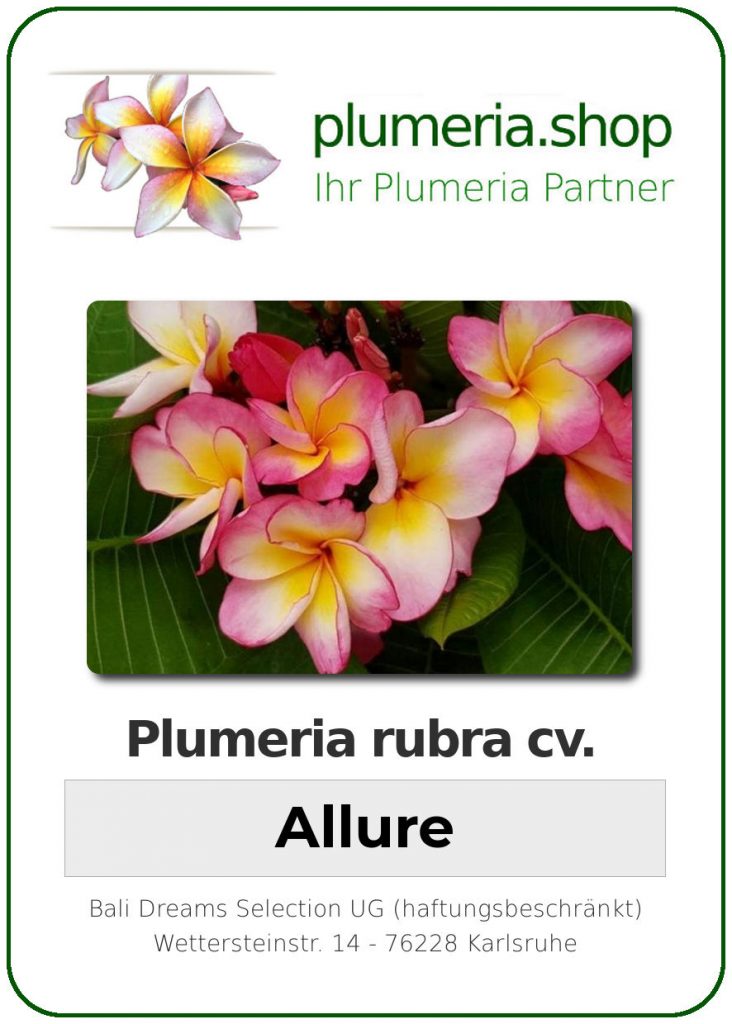 Plumeria rubra "Allure"