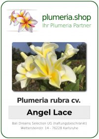 Plumeria rubra "Angel Lace"