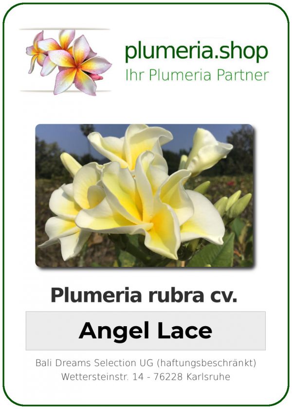 Plumeria rubra "Angel Lace"
