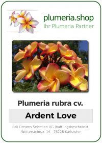 Plumeria rubra "Ardent Love"