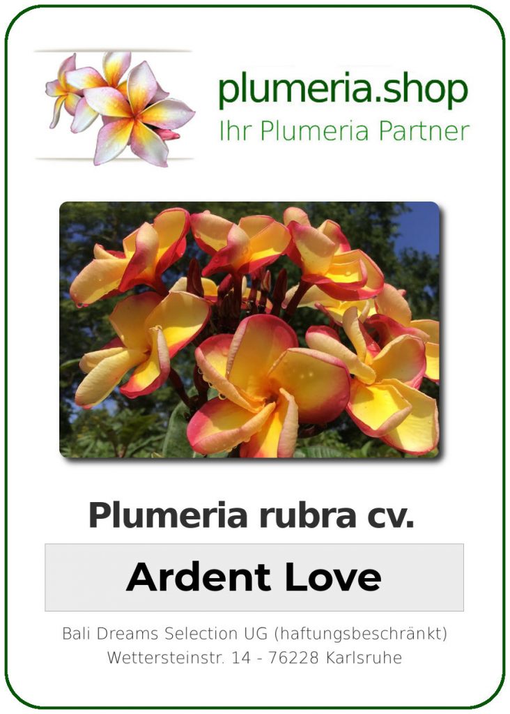 Plumeria rubra "Ardent Love"